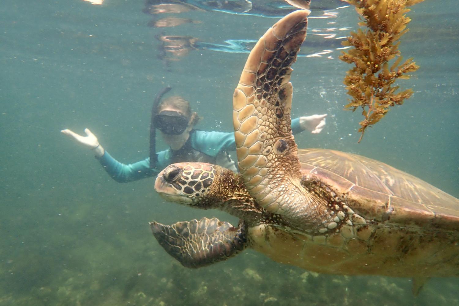 一名<a href='http://0sm75x9.398966.com'>博彩网址大全</a>学生在Galápagos群岛游学途中与一只巨龟游泳.